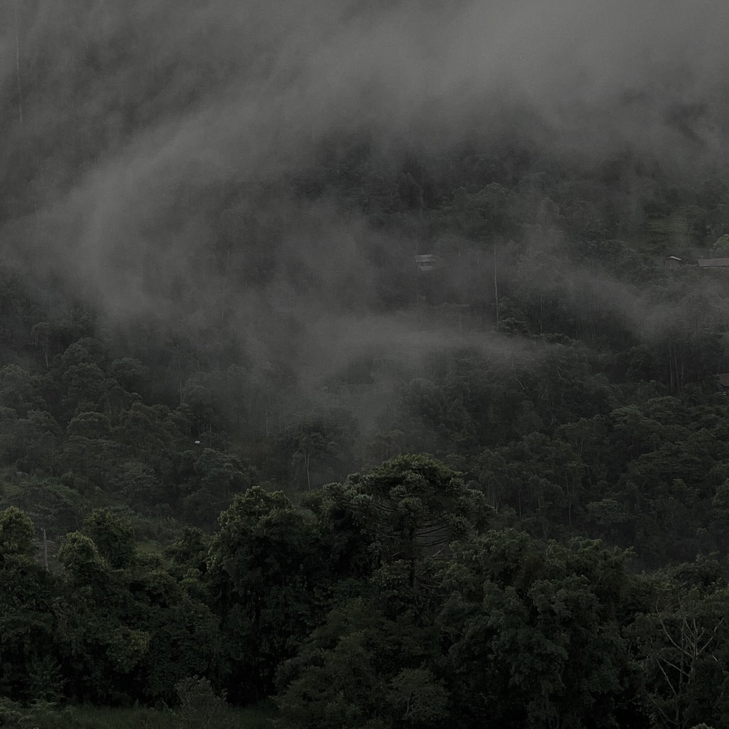 Dark Aesthetic Collection